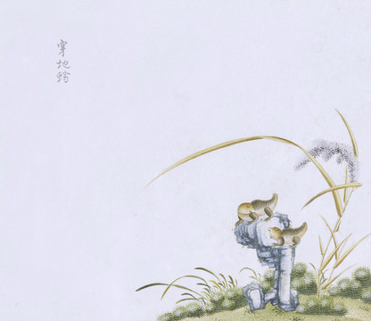 小蜥蜴蟲草國畫小品