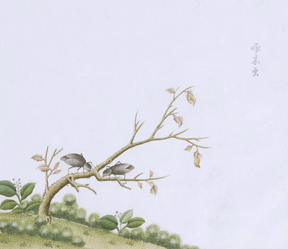 啄木蟲蟲草國畫小品