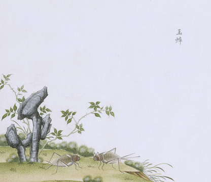 玉蟋蟀蟲草國畫小品
