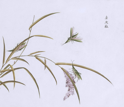 尖頭草蜢蟲(chóng)草國(guó)畫(huà)小品