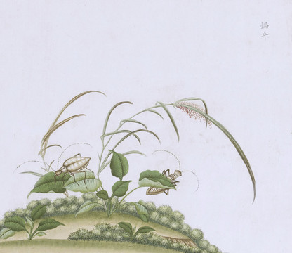蝸牛蟲(chóng)蟲(chóng)草國(guó)畫(huà)小品