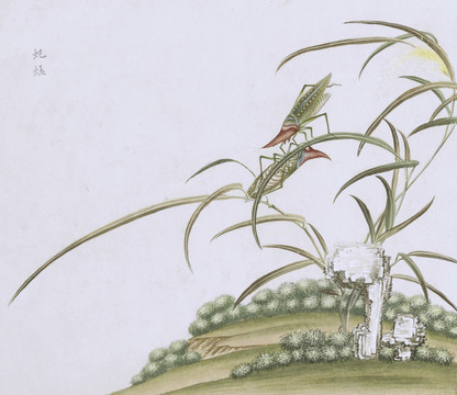 大蚱蜢蟲草國畫小品