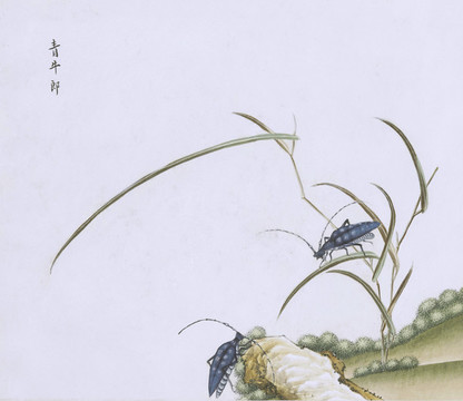 青天牛蟲草國(guó)畫小品