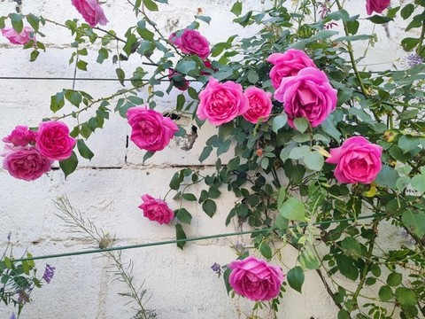 月季花墻