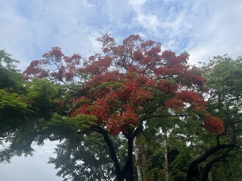 風(fēng)景