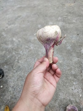 手拿大蒜果