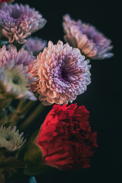 雛菊