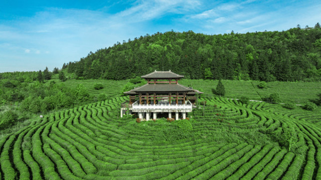 重慶武隆貢茶園攝影圖