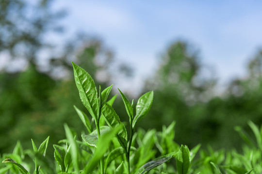 重慶武隆貢茶園攝影圖