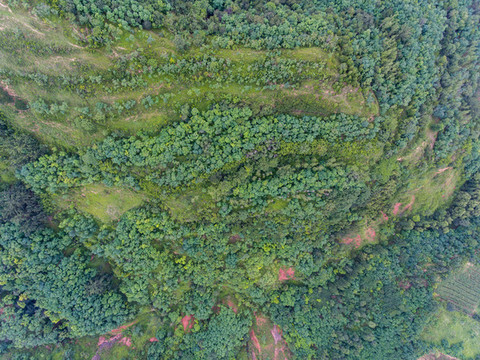 航拍河南靈寶市趙家溝村櫻桃林