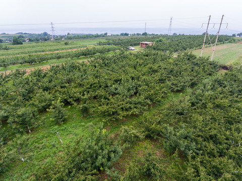 航拍河南靈寶市趙家溝村櫻桃林
