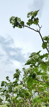 樹木花卉