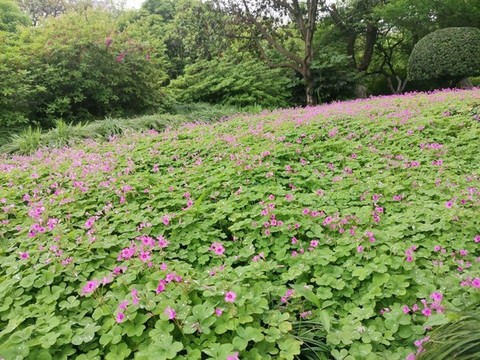 紅花酢漿草