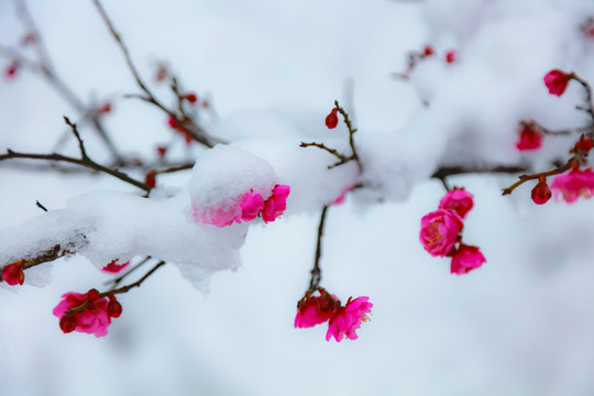 紅梅傲雪