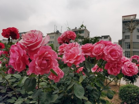 月季花