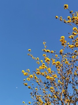 黃花風(fēng)鈴木