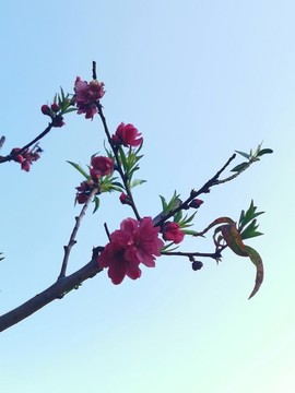 桃花