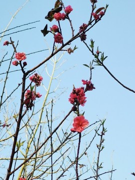 桃花