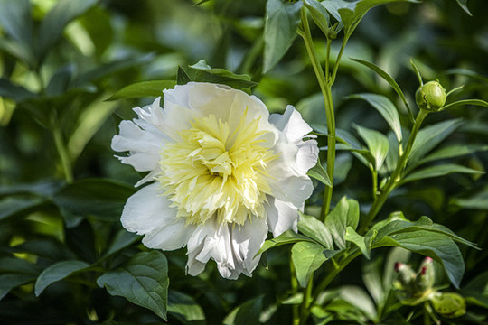 白芍藥