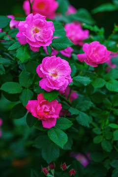 月季花