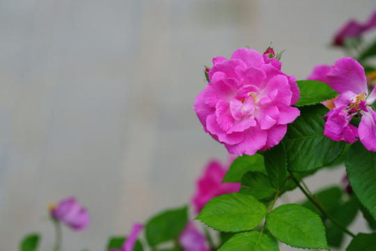 月季花