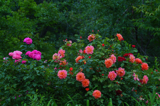 月季花
