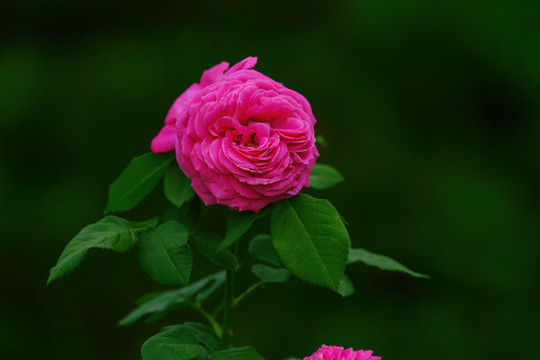 月季花