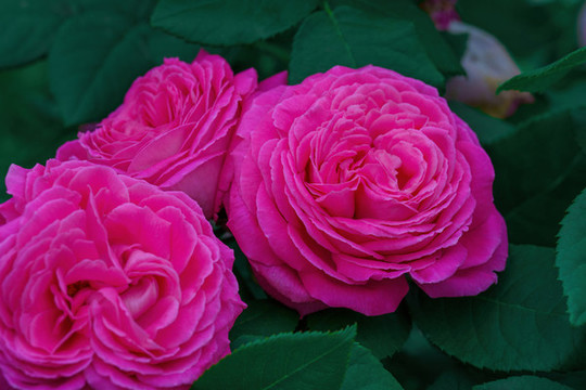 月季花