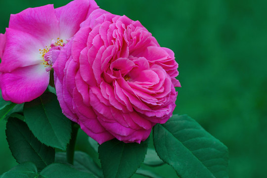 月季花
