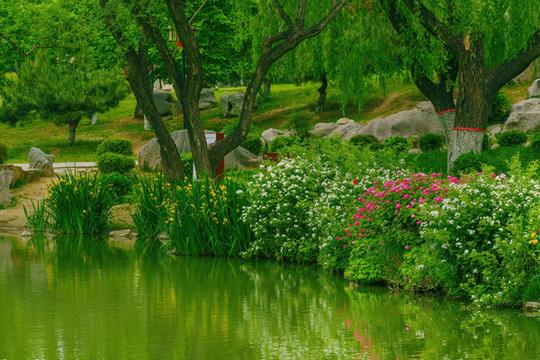月季花