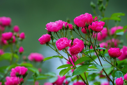 月季花