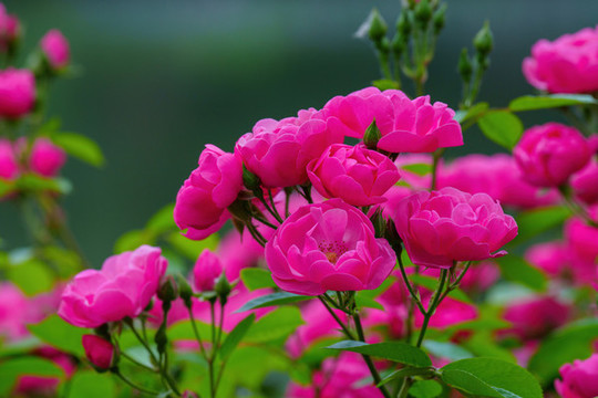 月季花