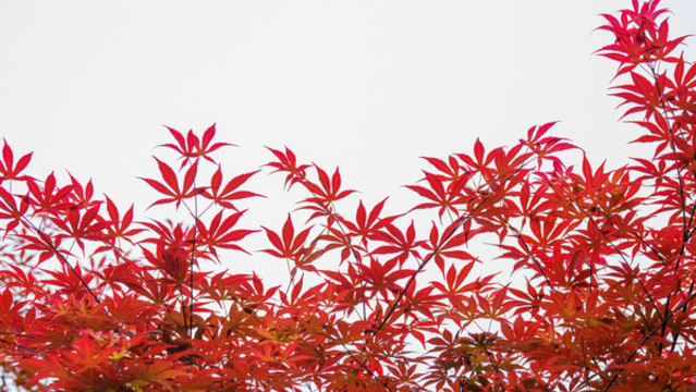 紅色五角楓樹葉