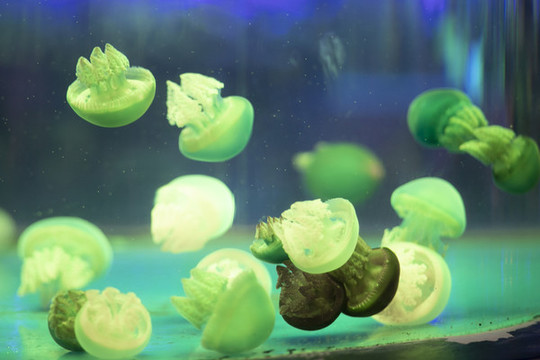 水族館水母
