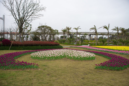 公園郁金香