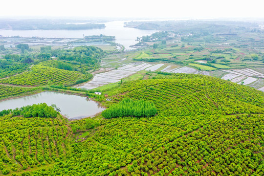 航拍信陽(yáng)光山縣司馬光油茶園