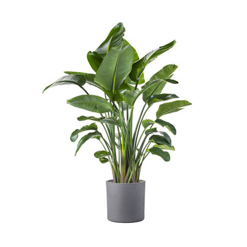 白底綠植盆栽天堂鳥琴葉榕