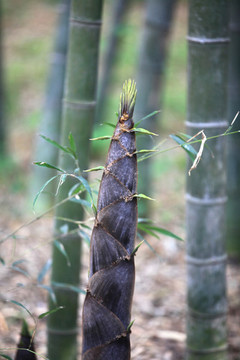毛竹竹筍