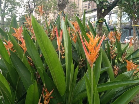 美人蕉