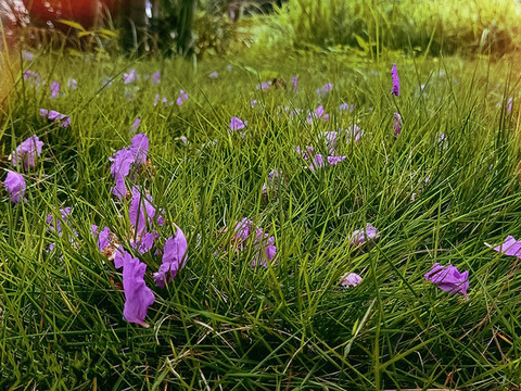 紫薇花瓣