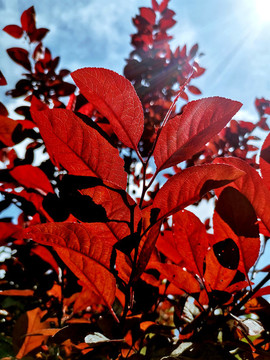 光影紅葉