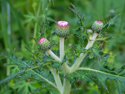 野生的菊科植物薊