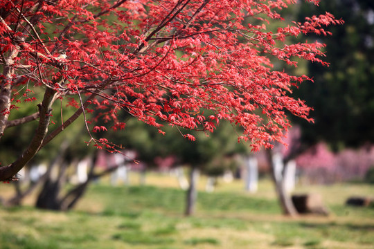 日本紅楓
