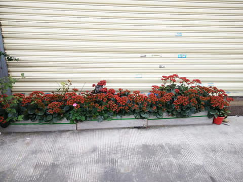 小紅花