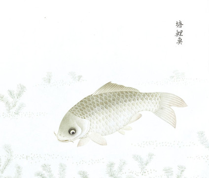 塘鯉魚(yú)魚(yú)國(guó)畫(huà)海洋生物手繪