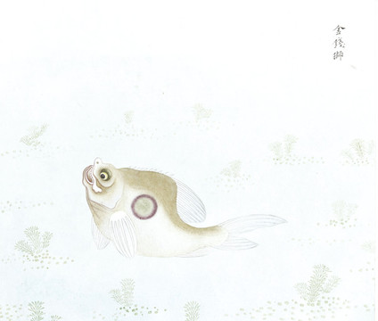 金錢獅魚國畫海洋生物手繪