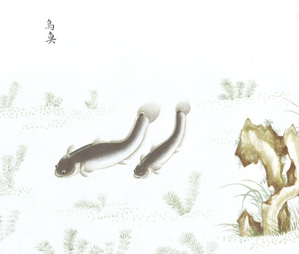 鯰魚魚國畫海洋生物手繪