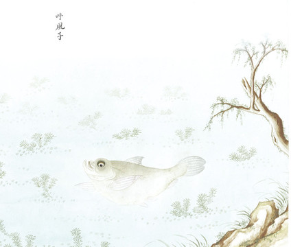 呼風(fēng)魚國畫魚海洋生物手繪