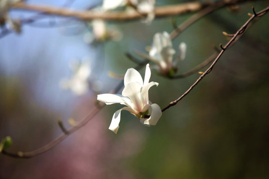 玉蘭花