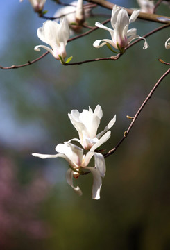 玉蘭花